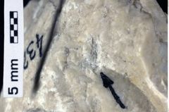 Foto (Detailansicht) von Decapoda indet. (NHMW-GEO-1990-0041-0432)